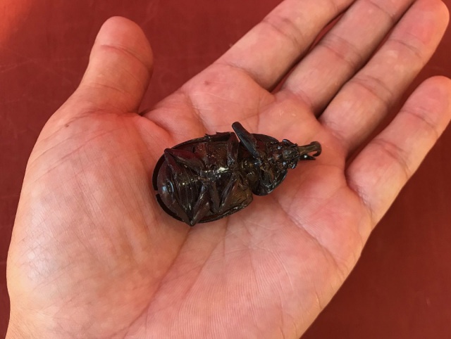 Необычный "перекус" по-японски