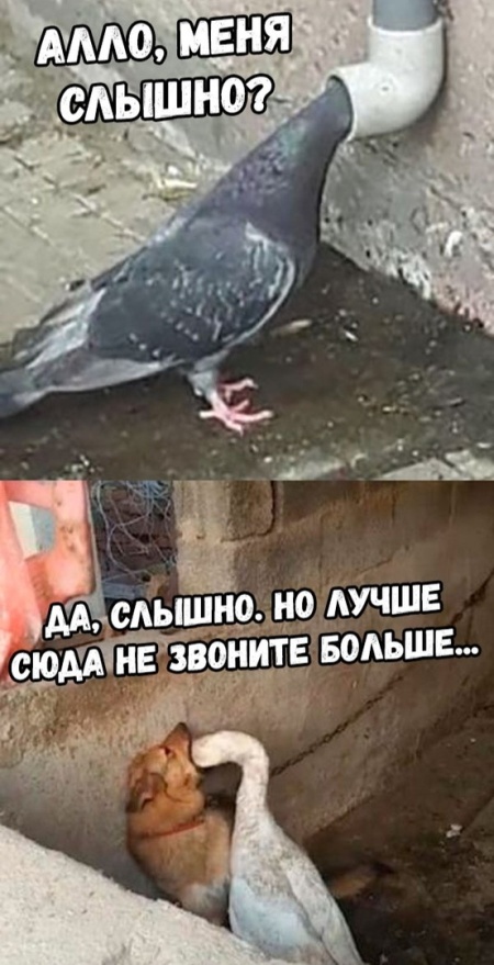 Прикольные картинки