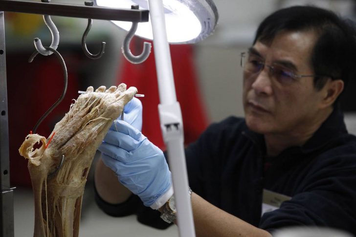 Экспонаты анатомической выставки Body Worlds могут скрывать жуткую тайну