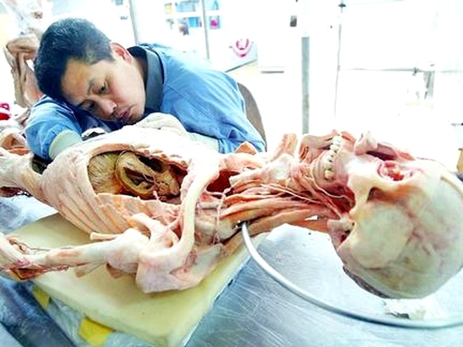 Экспонаты анатомической выставки Body Worlds могут скрывать жуткую тайну