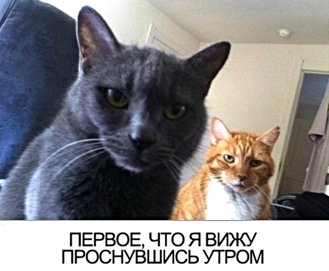 Юмор и шутки с просторов сети