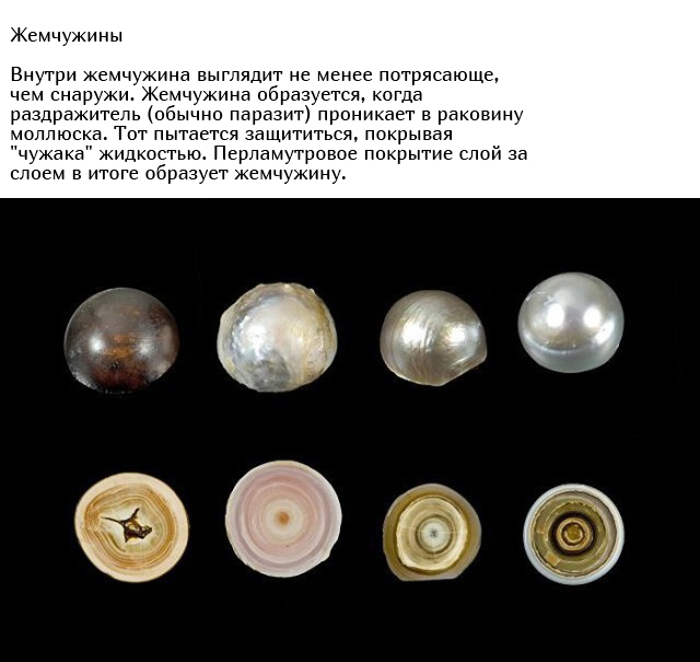 Уникальные и необычные вещи в разрезе