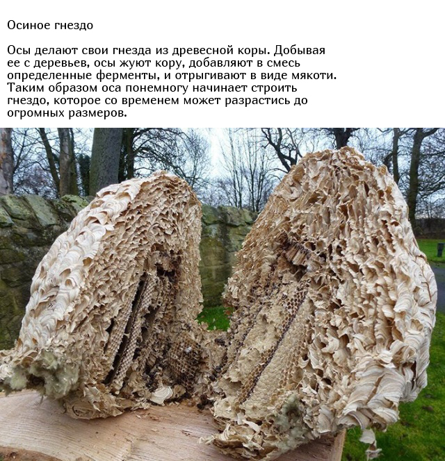 Уникальные и необычные вещи в разрезе