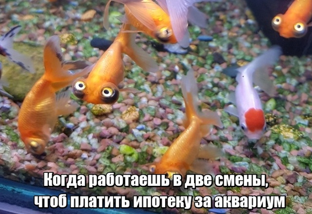 Прикольные картинки