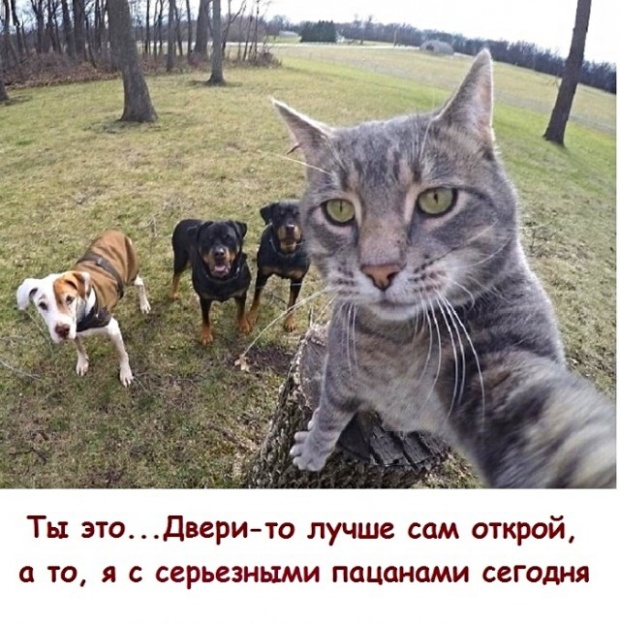 Прикольные картинки