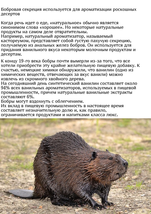 Неожиданные и необычные ингредиенты, которые содержатся в еде
