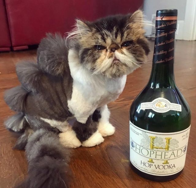 Жертвы новой моды - коты-динозавры
