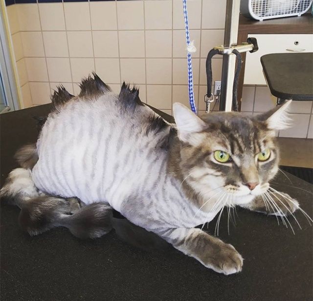 Жертвы новой моды - коты-динозавры