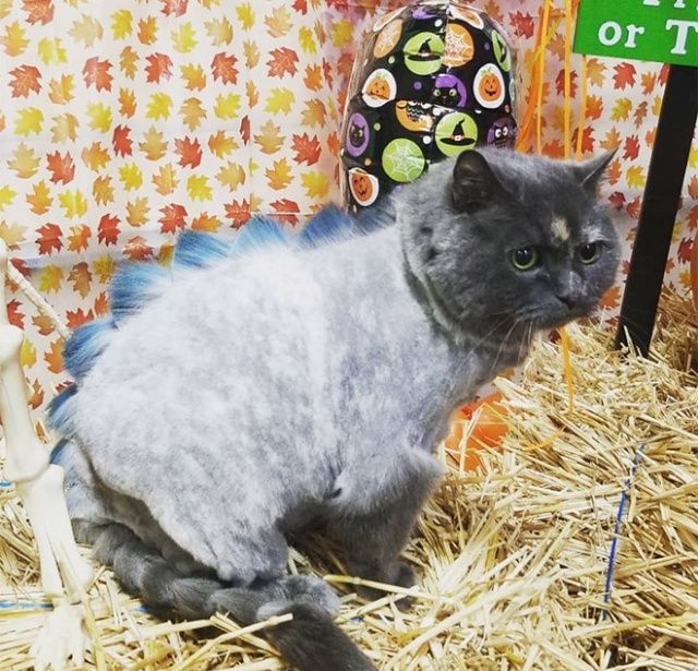 Жертвы новой моды - коты-динозавры