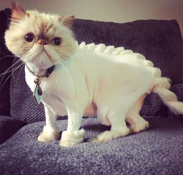 Жертвы новой моды - коты-динозавры