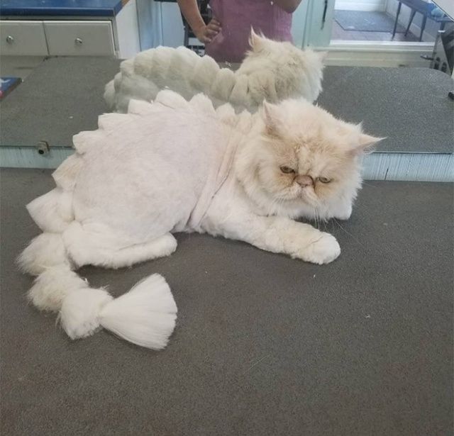 Жертвы новой моды - коты-динозавры
