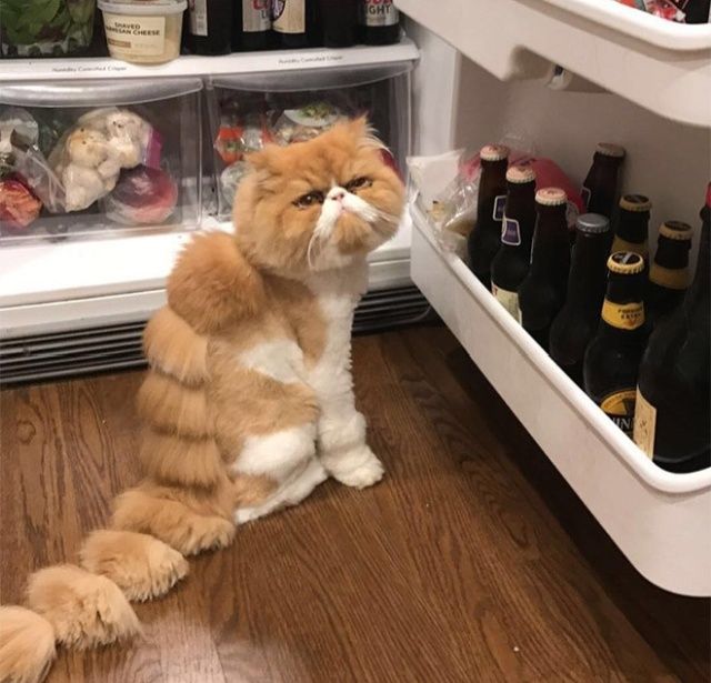 Жертвы новой моды - коты-динозавры