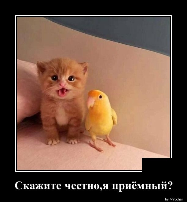 Демотиваторы