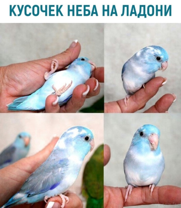 Прикольные картинки