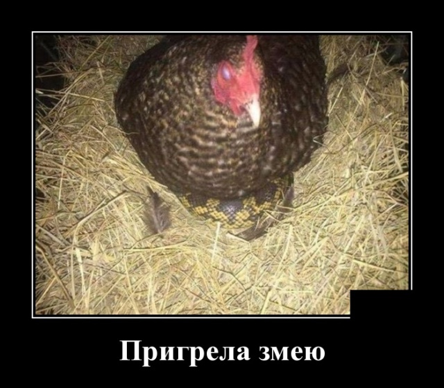 Демотиваторы