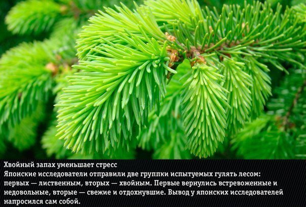 Естественные ароматы, неожиданно меняющие эмоции человека