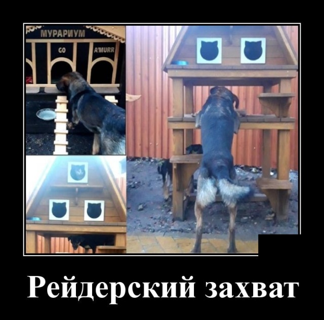 Демотиваторы