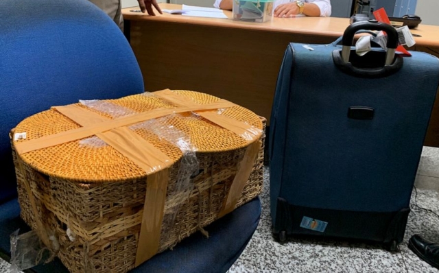 На Бали задержали гражданина РФ, который пытался провезти орангутана в багаже