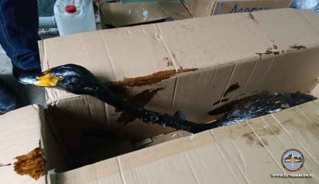 Лебеди, которые попали в беду