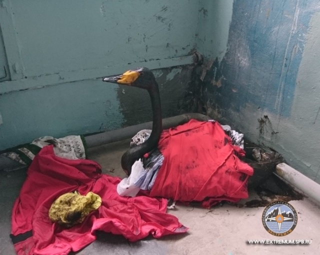 Лебеди, которые попали в беду