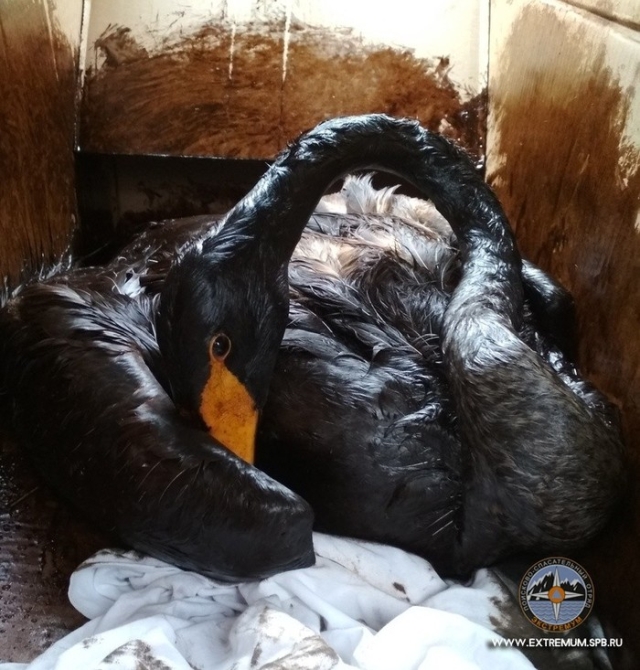 Лебеди, которые попали в беду