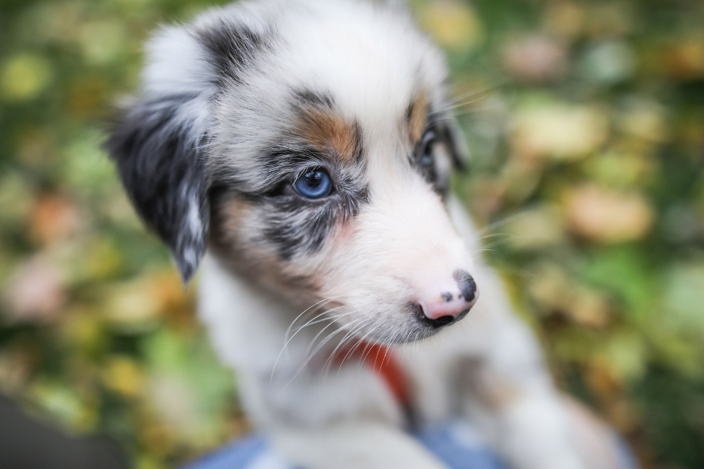 Национальный день щенков 2019 Национальный день щенков 2019