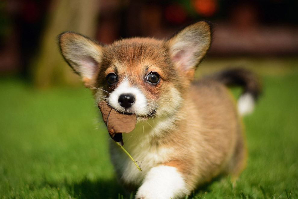 Национальный день щенков 2019 Национальный день щенков 2019