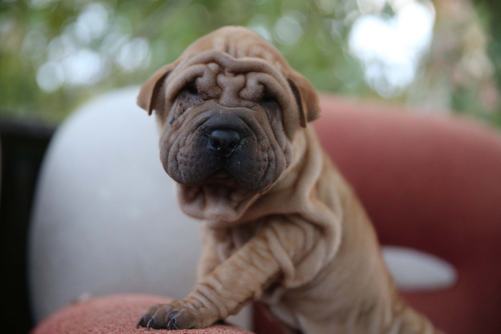 Национальный день щенков 2019 Национальный день щенков 2019