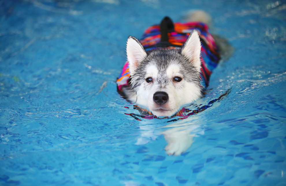 Национальный день щенков 2019 Национальный день щенков 2019