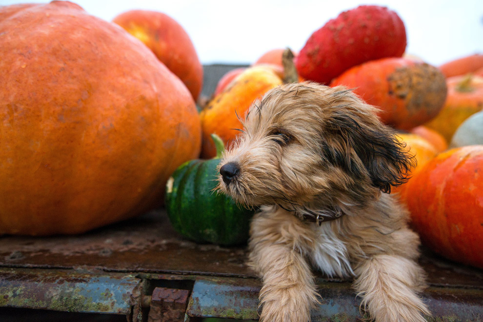 Национальный день щенков 2019 Национальный день щенков 2019