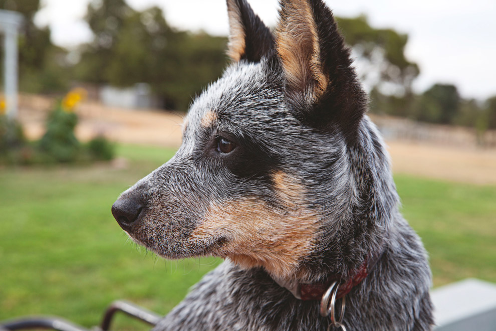 Национальный день щенков 2019 Национальный день щенков 2019