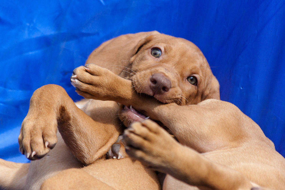 Национальный день щенков 2019 Национальный день щенков 2019
