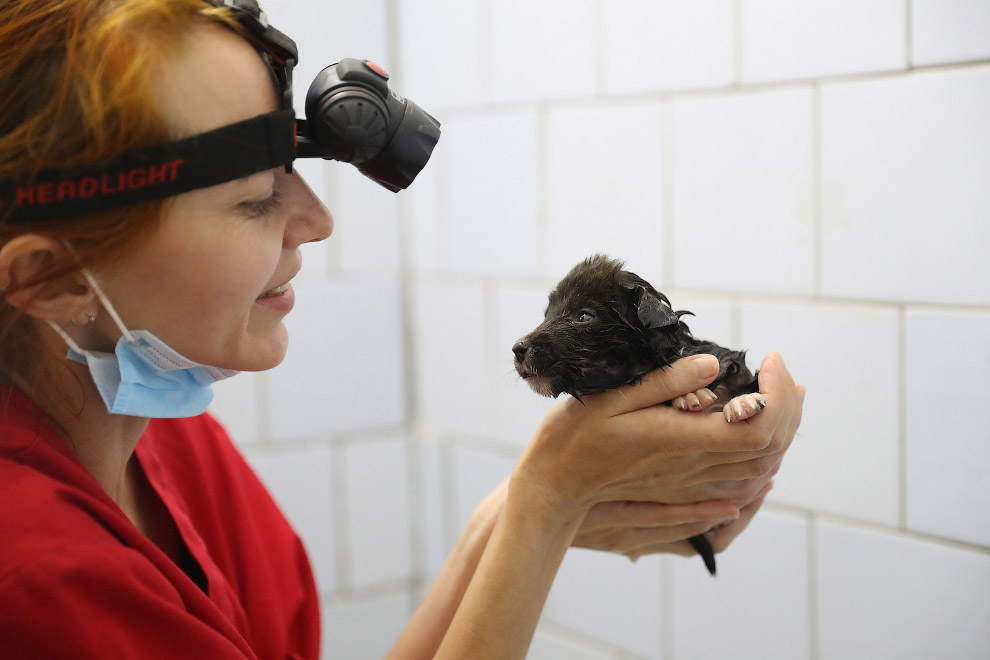 Национальный день щенков 2019 Национальный день щенков 2019