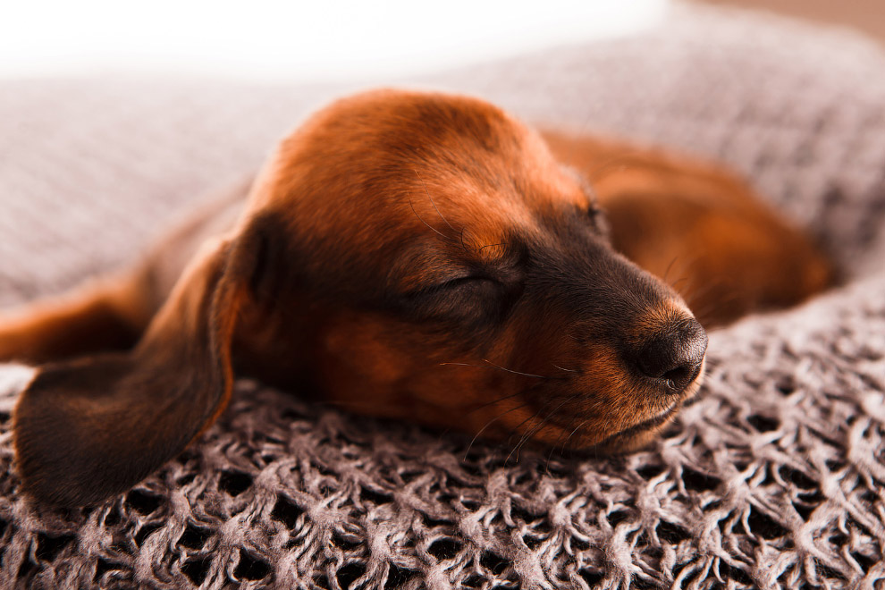 Национальный день щенков 2019 Национальный день щенков 2019