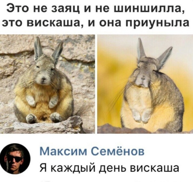 Прикольные картинки