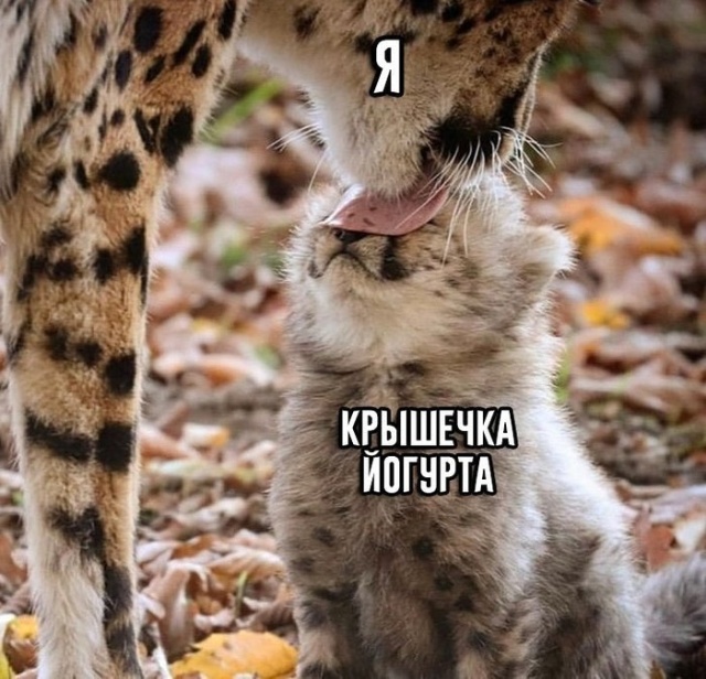 Прикольные картинки