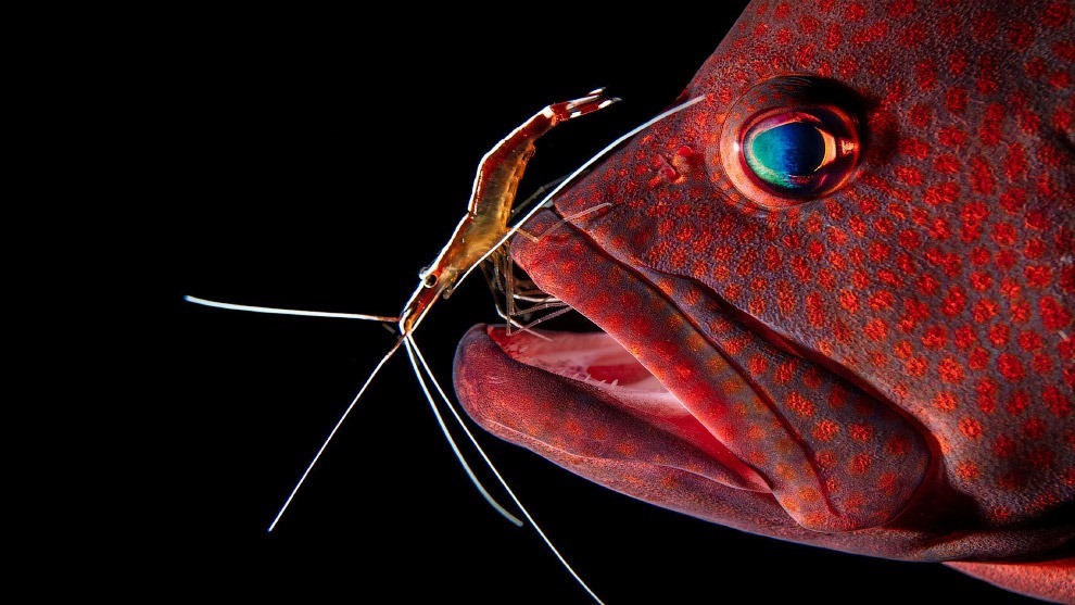 Претенденты на победу в конкурсе Sony World Photography Awards 2019 Претенденты на победу в конкурсе Sony World Photography Awards 2019
