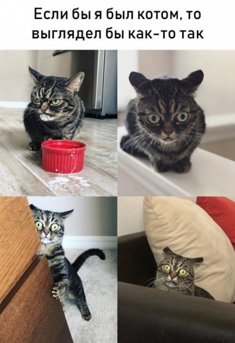 Забавные картинки