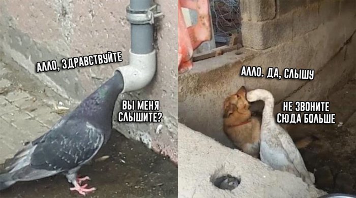 Забавные картинки