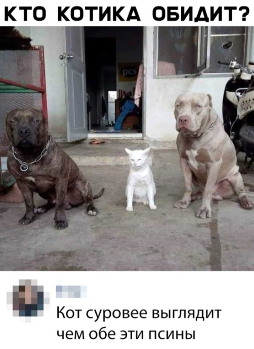 Прикольные картинки