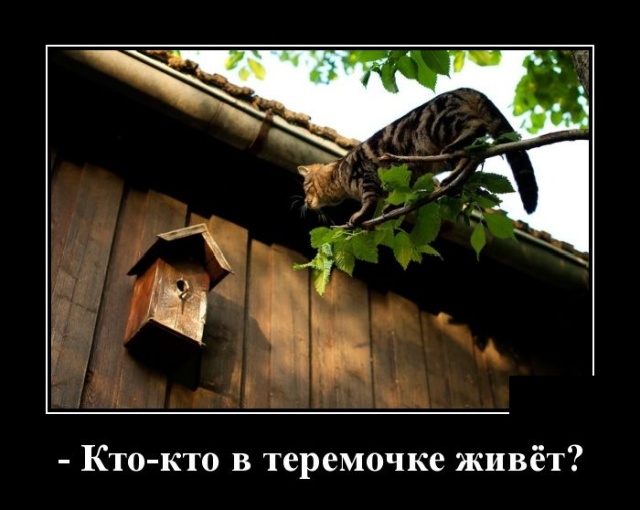 Демотиваторы
