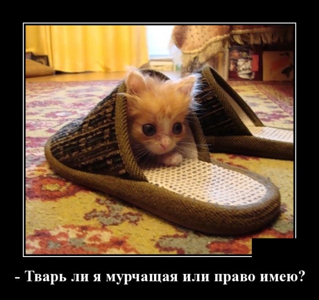 Демотиваторы