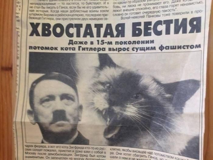 Заголовки желтой прессы - скандалы и лютая дичь