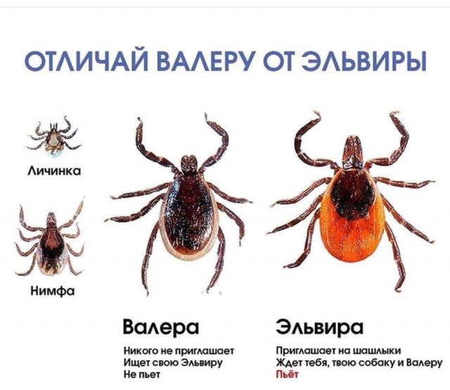 Валера и Эльвира (различия)    