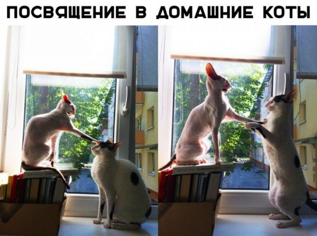Прикольные картинки