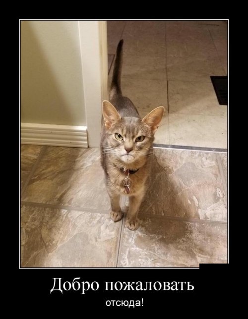 Демотиваторы