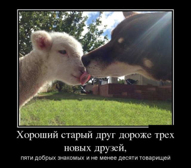 Демотиваторы