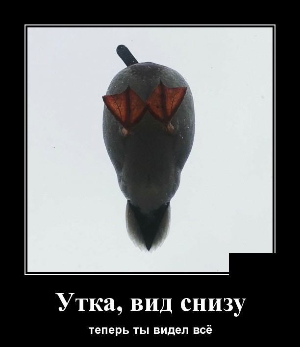 Демотиваторы