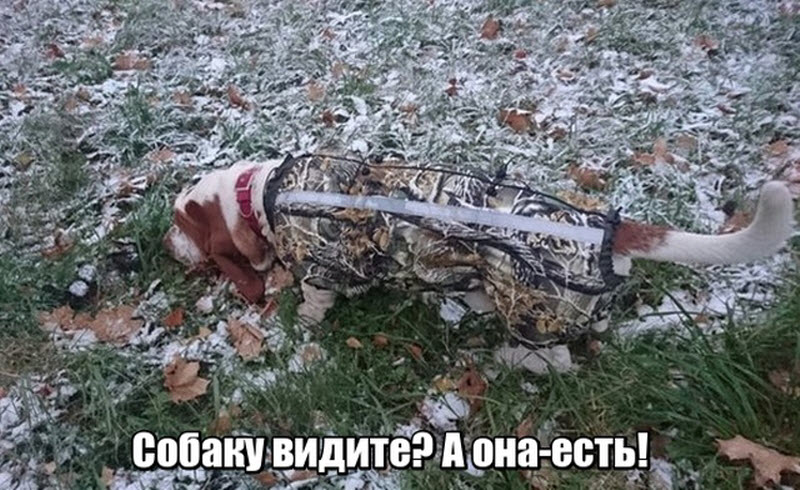 Прикольные картинки