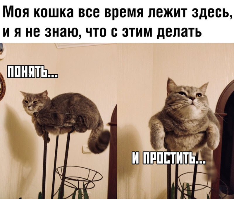 Прикольные картинки